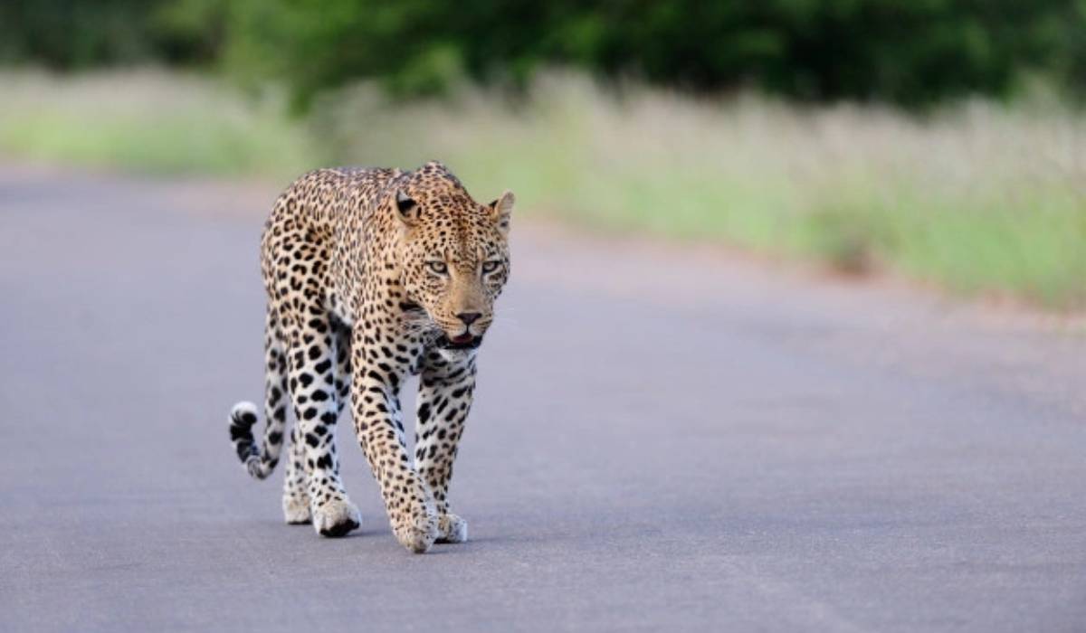 Thane: To Save Wildlife, Thane H’way May be Elevated at Two Spots